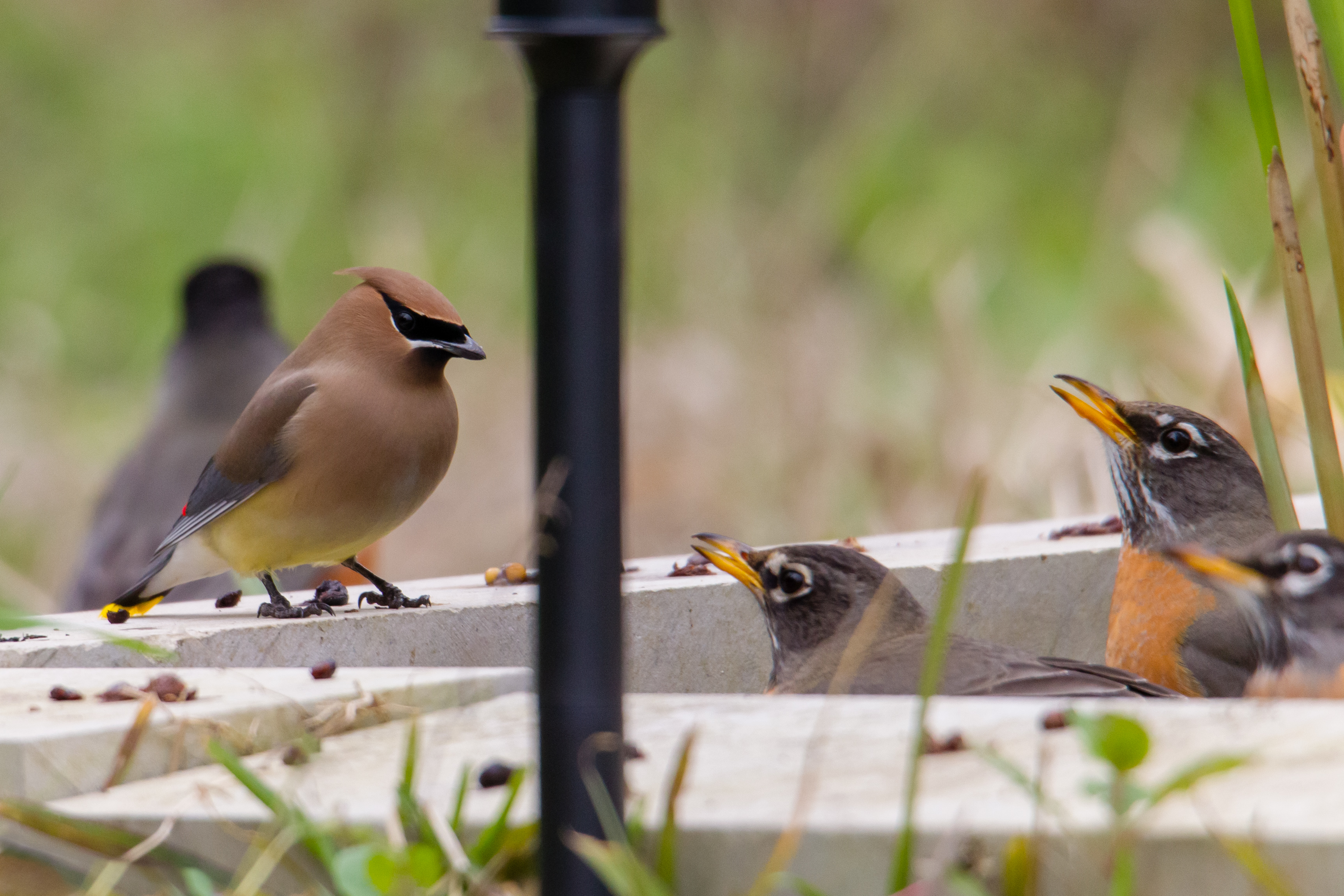 cedar waxwings and robins